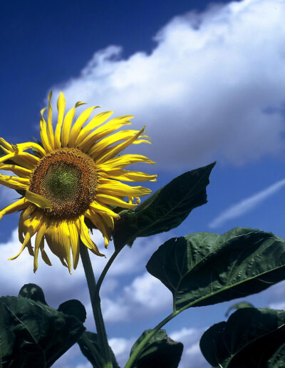 Kees Stuip photography portfolio example