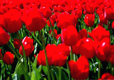 Kees Stuip photography portfolio example